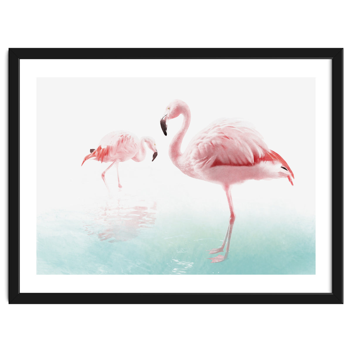 Flamingos