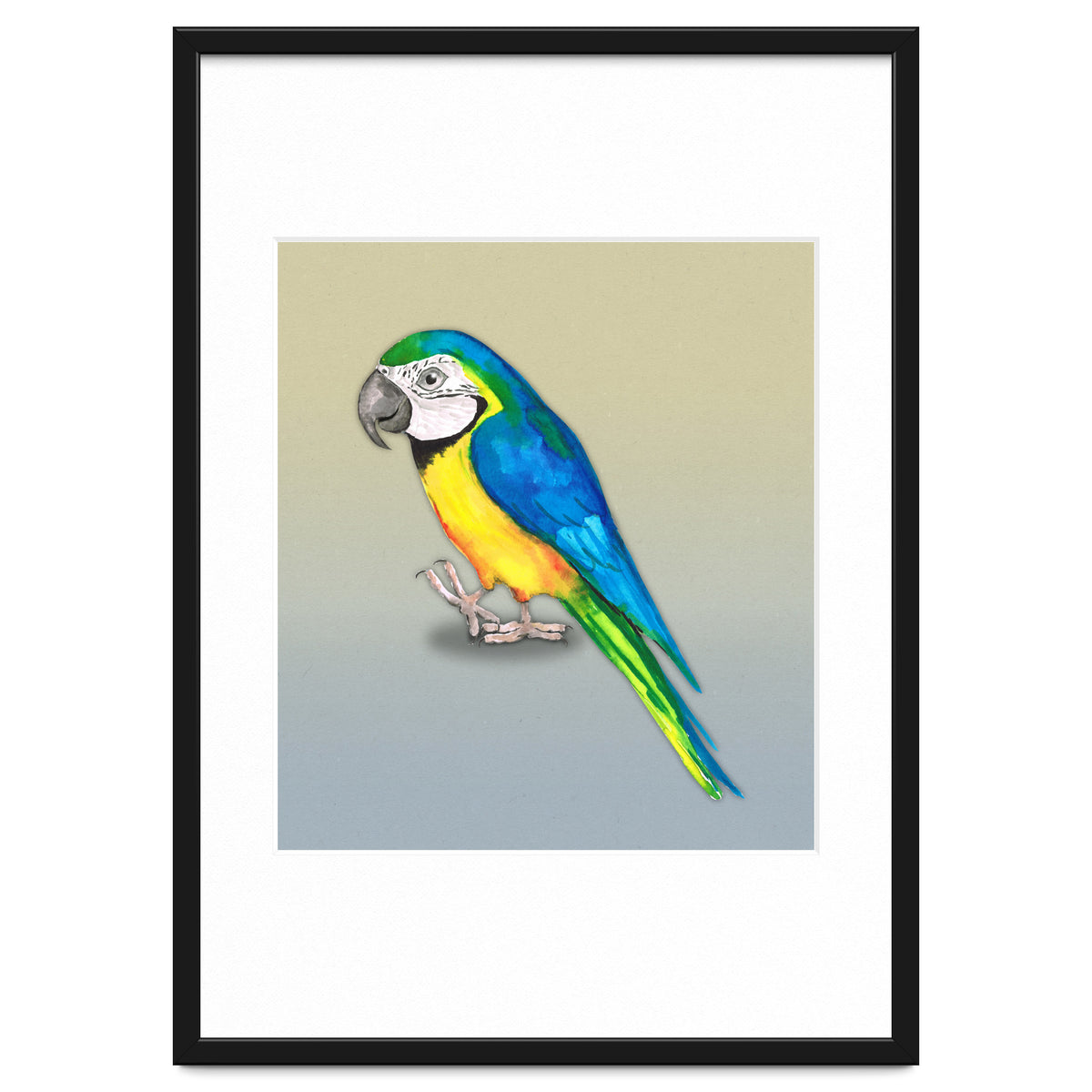 Blue and yellow macaw