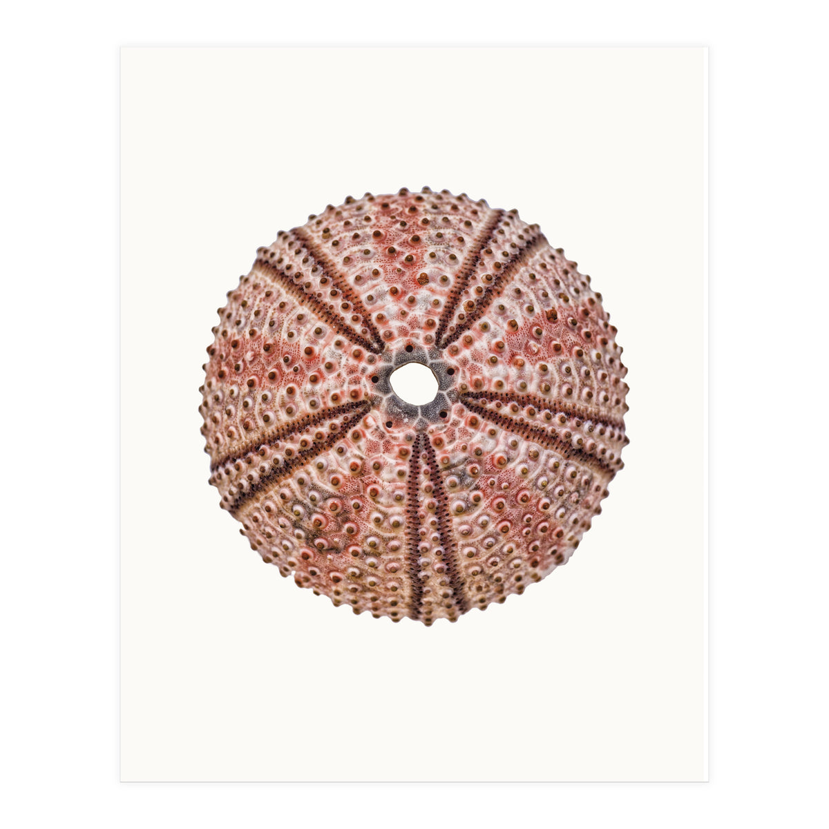 Cc Shell 04 (Print Only)