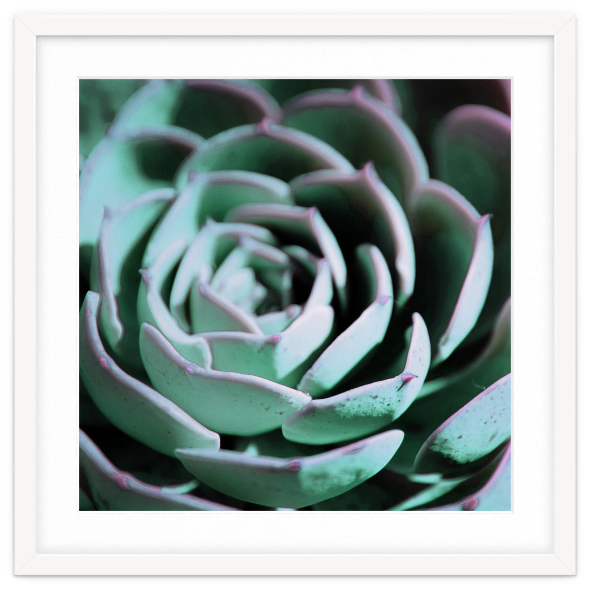 DARKSIDE OF SUCCULENTS III-A