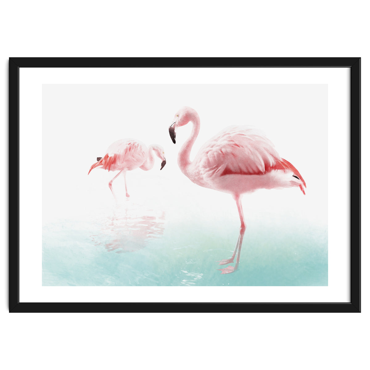 Flamingos