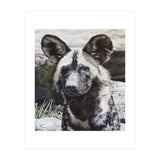 African Painted Dog II (Print Only) thumbnail