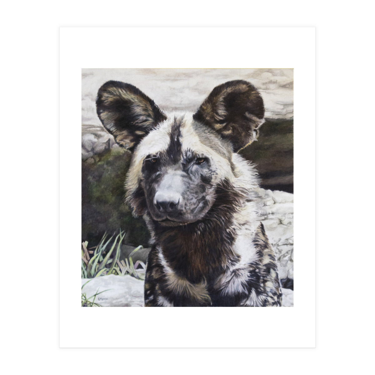 African Painted Dog II (Print Only)
