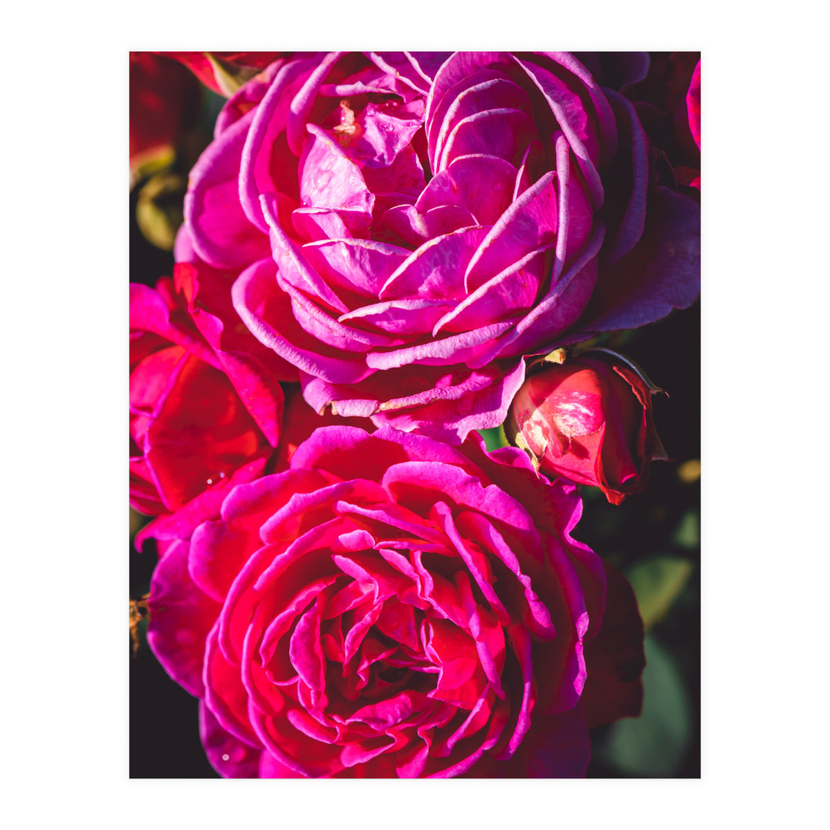 Rose Flowers  (Print Only)