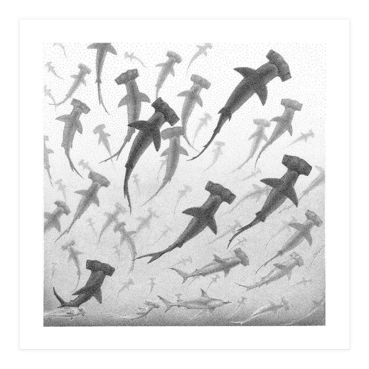 Schooling Hammerheads (Print Only)