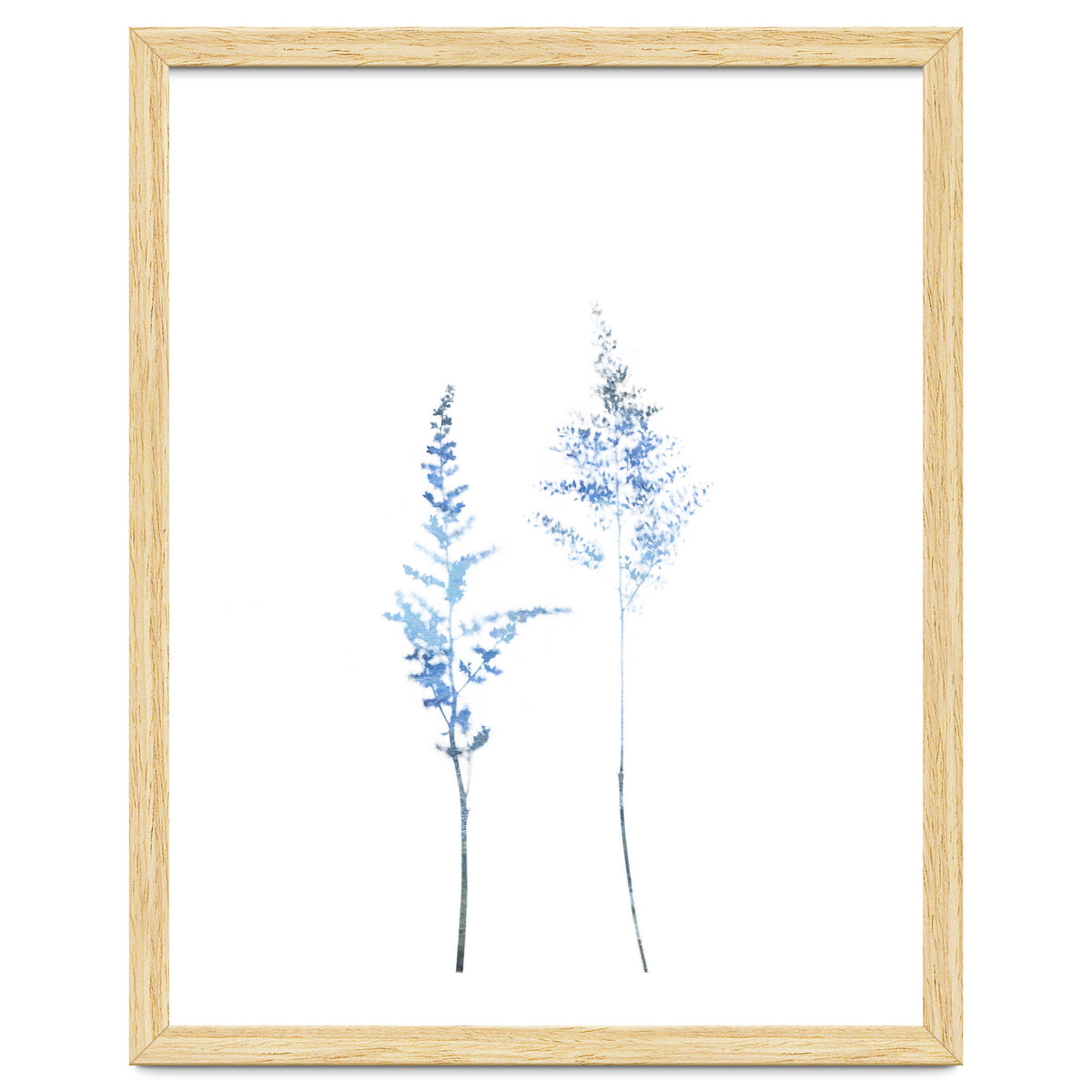 Blue Astilbe