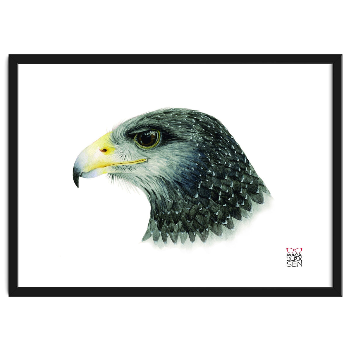 Black-chested buzzard-eagle
