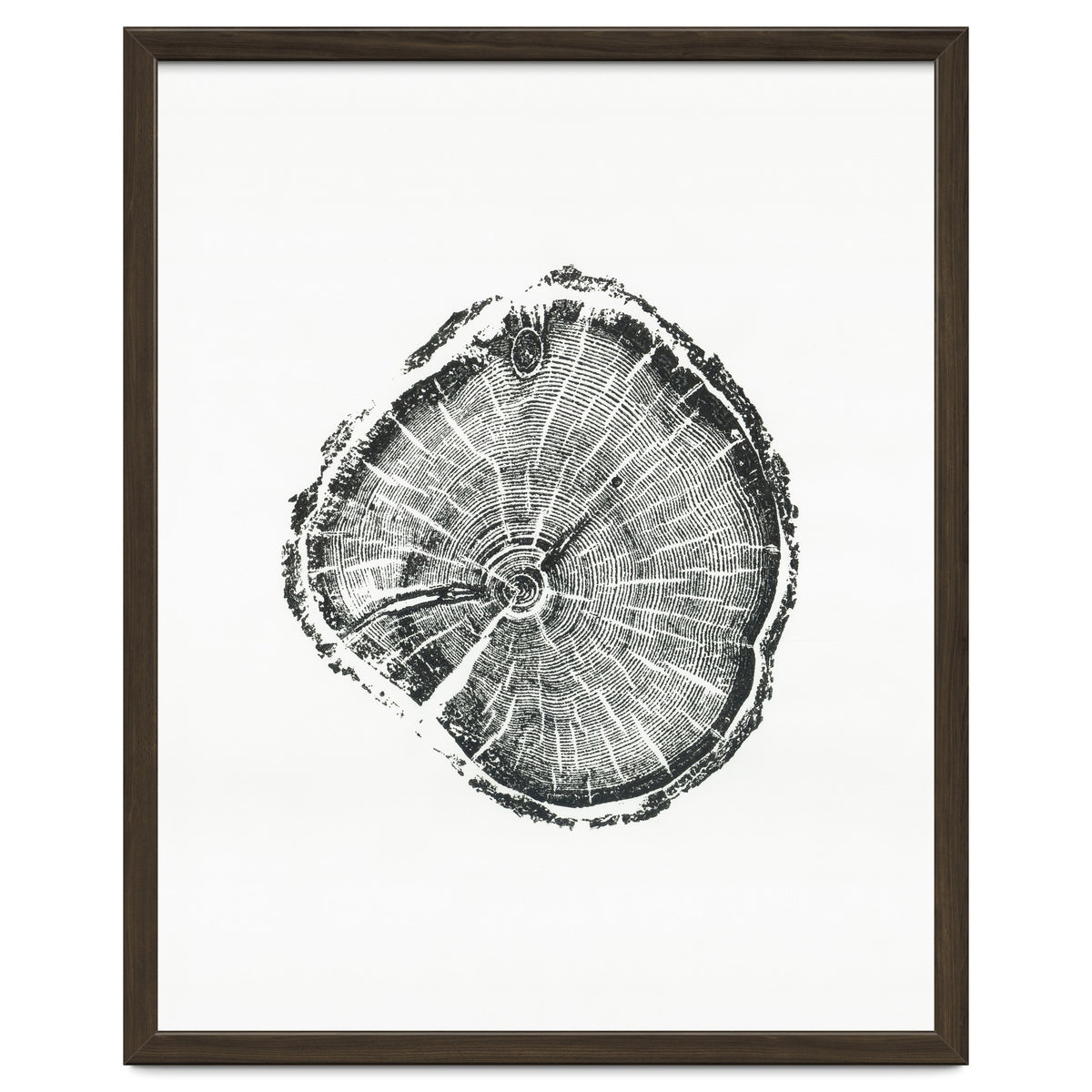 Tree Ring Print, Albion Basin, Utah, Pine Tree Print