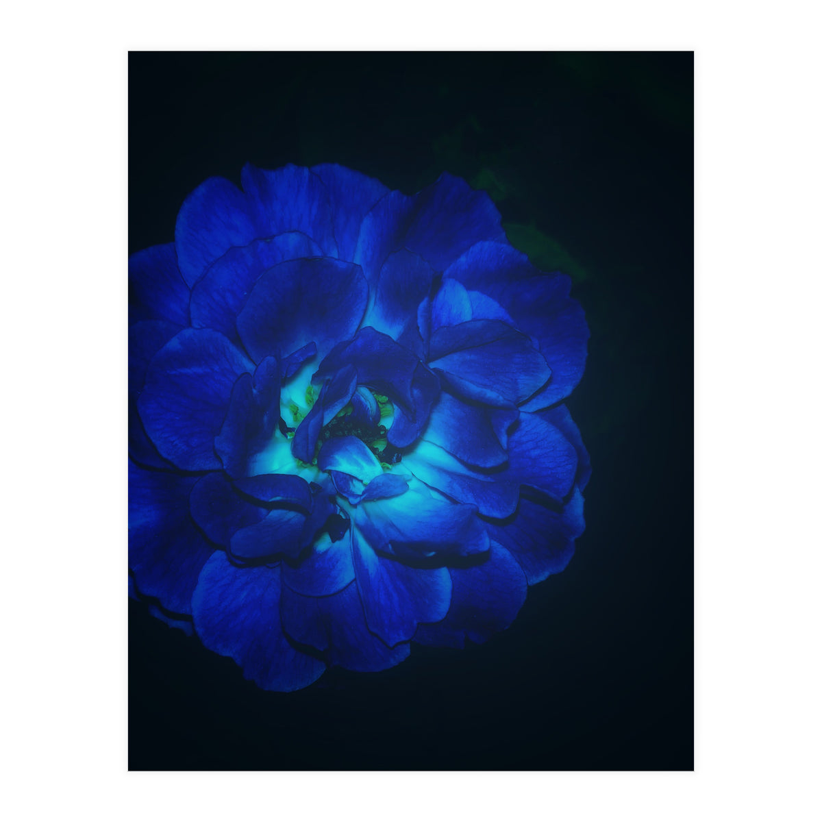 Lucky Blue Rose (Print Only)