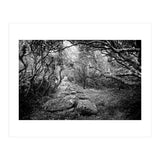 Undergrowth in black and white (Print Only) thumbnail