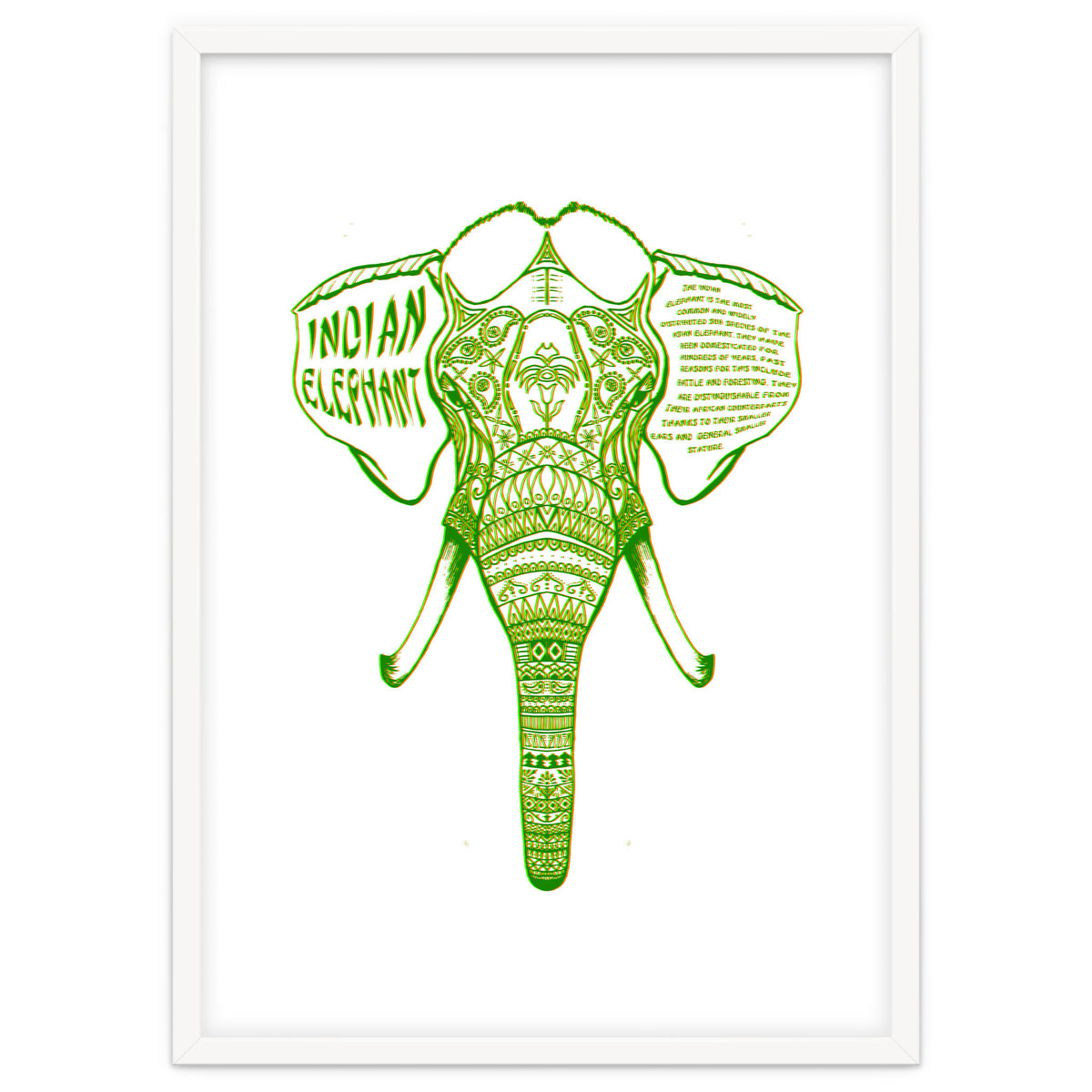Indian Elephant