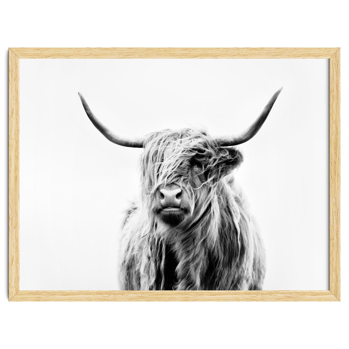 Portrait of a Highland Cow II