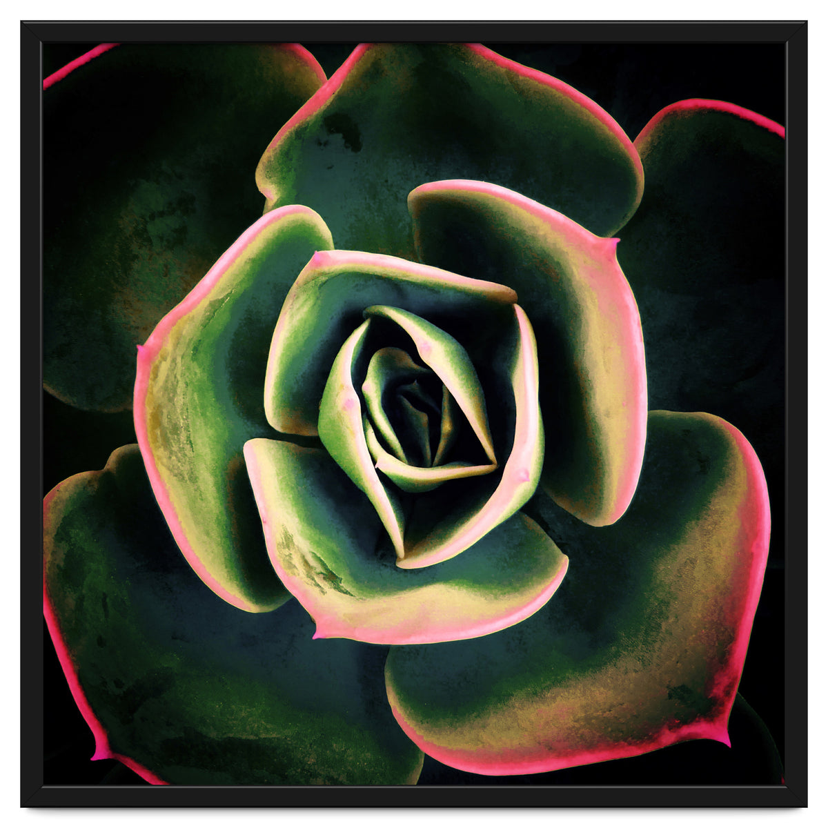 DARKSIDE OF SUCCULENTS XV