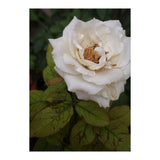 Fabulous White Rose Garden (Print Only) thumbnail