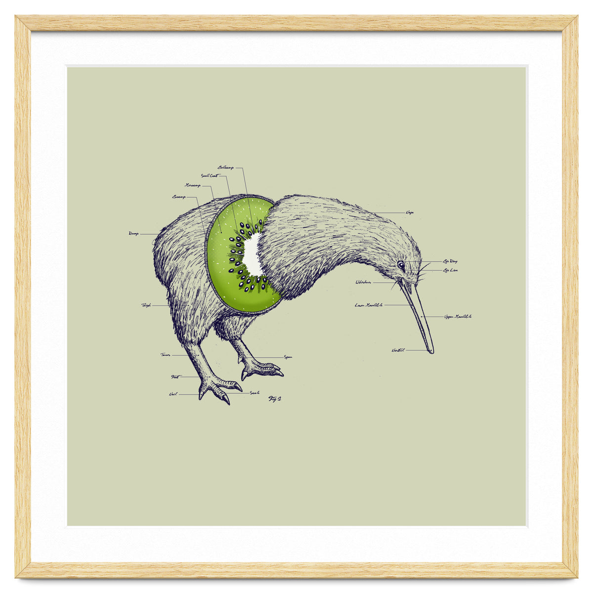 Kiwi Anatomy