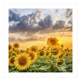 Sunflowers in sunset (Print Only) thumbnail