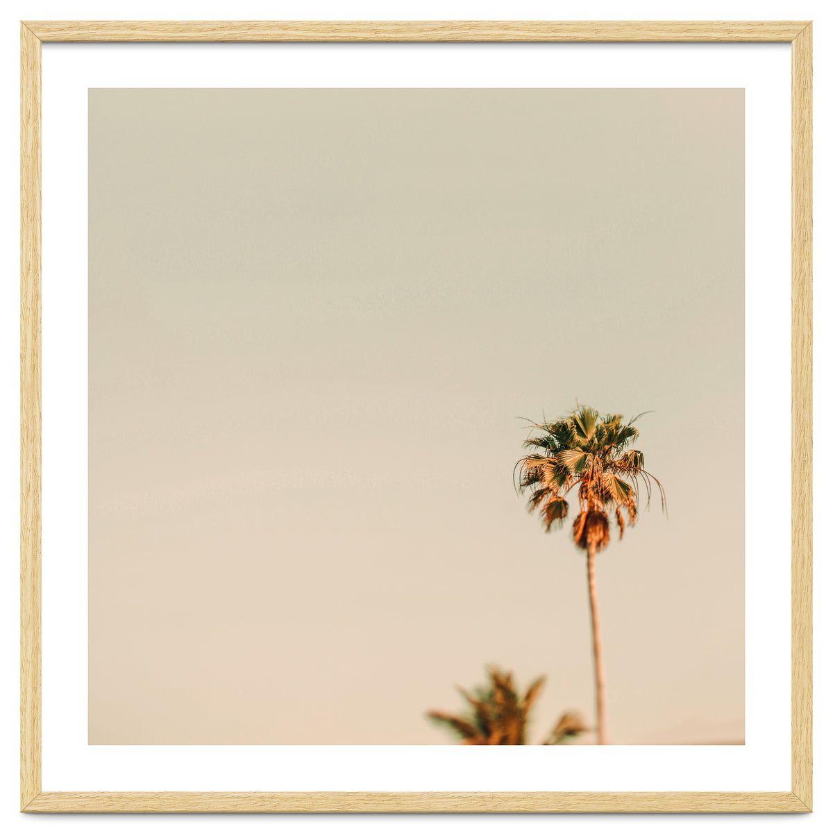 Minimal Palms