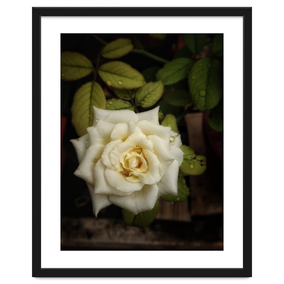 Beautiful Garden White Rose