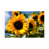 Sunflowers (Print Only) thumbnail