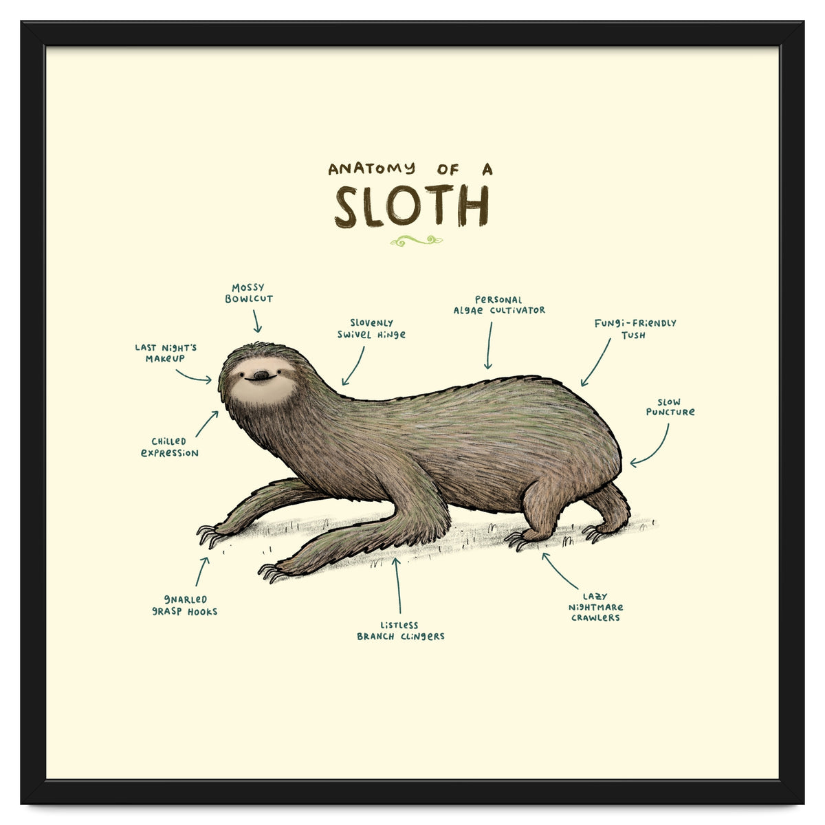 Anatomy Of A Sloth