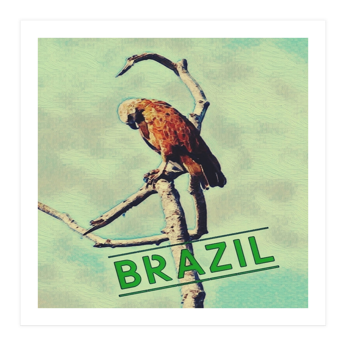 Eagle in Brazil (Print Only)
