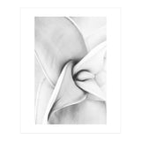 Agave plant (Print Only) thumbnail