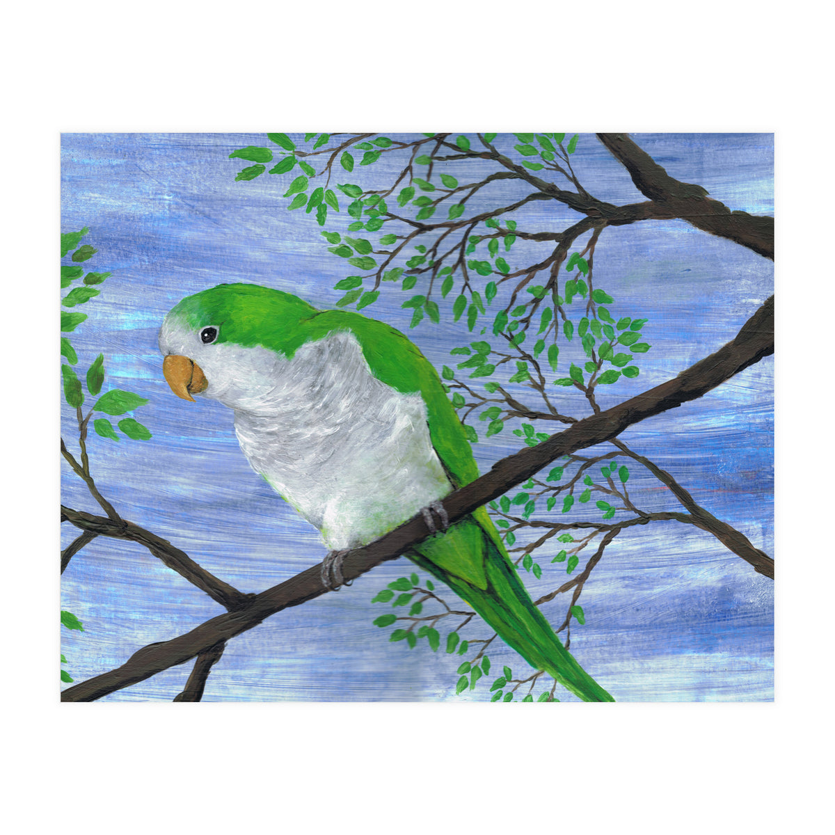 Quaker parrot (Print Only)