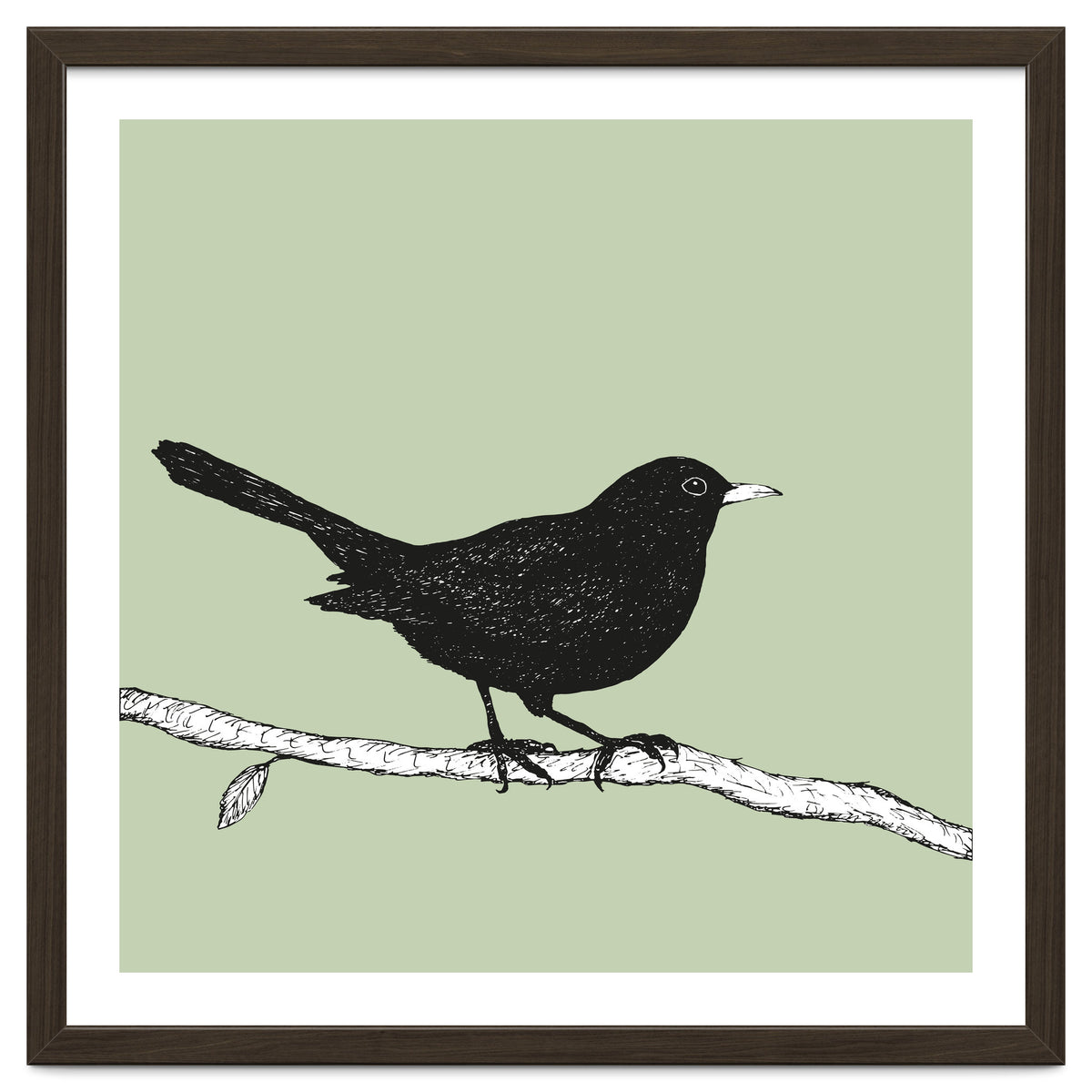Blackbird pen drawing