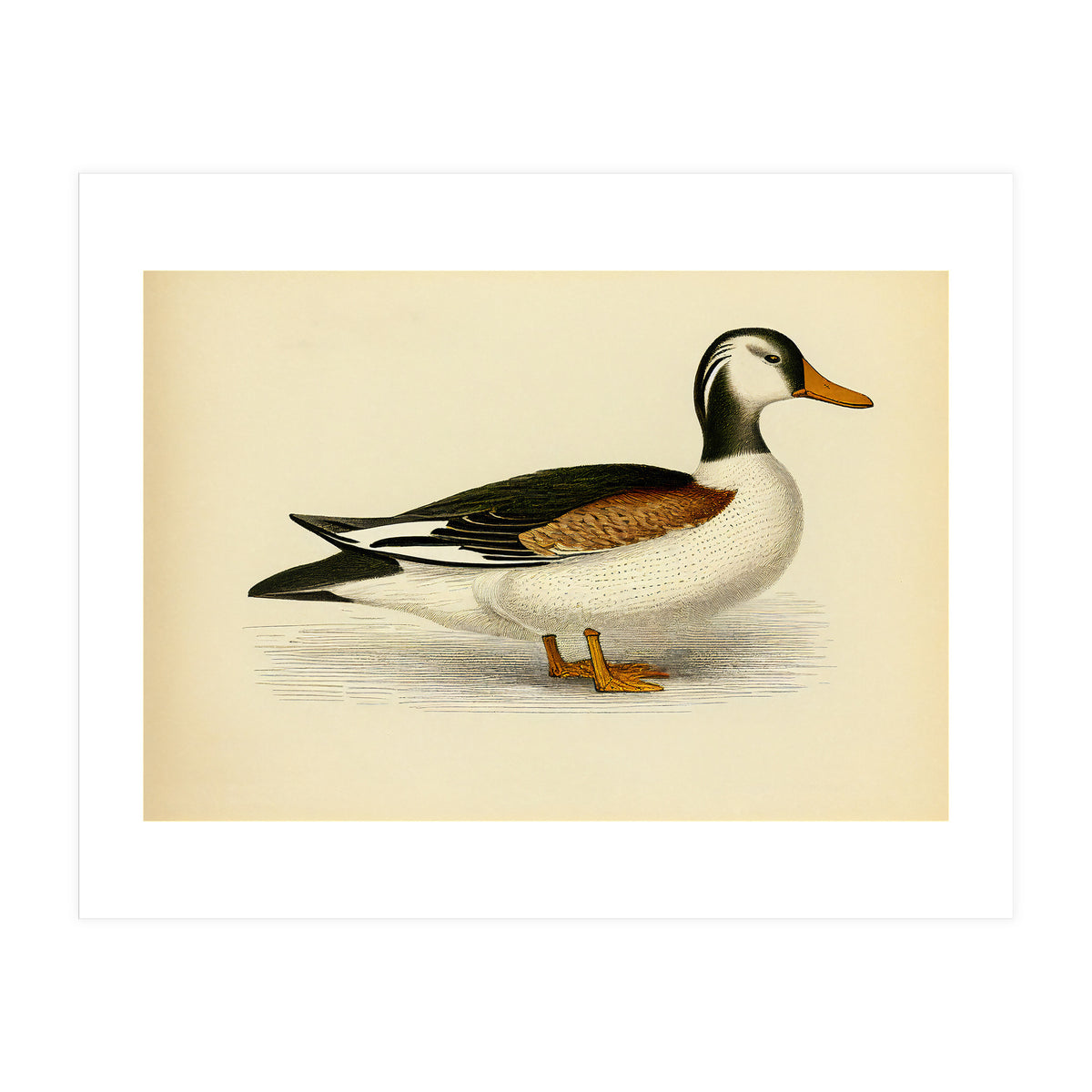 Vintage Duck Painting (Print Only)