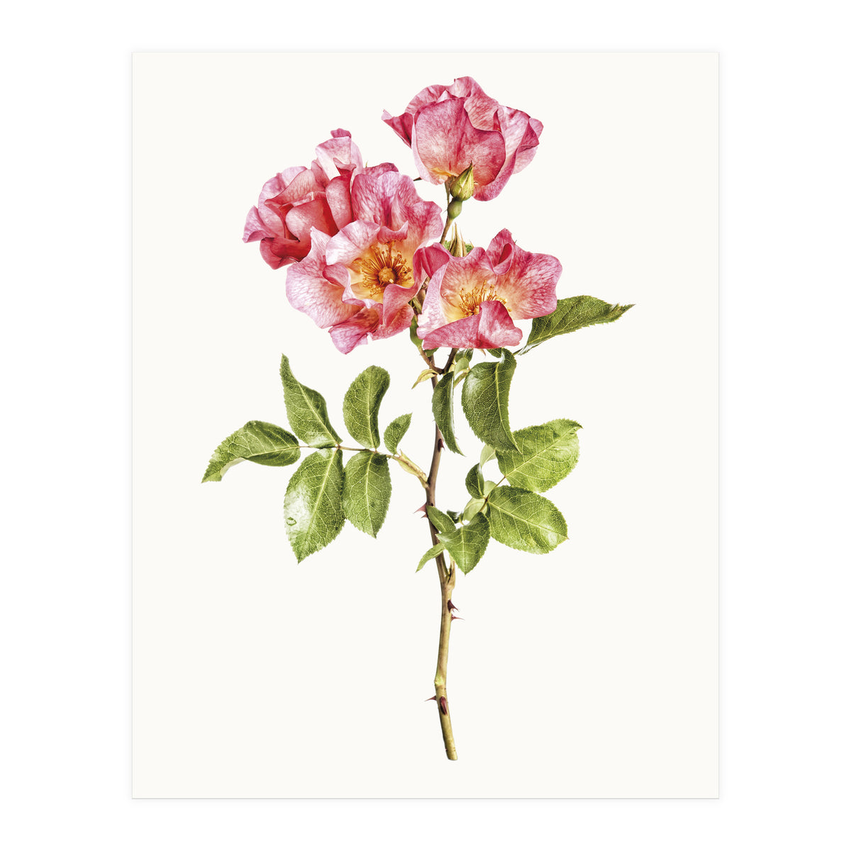 Cc Roses 02 (Print Only)