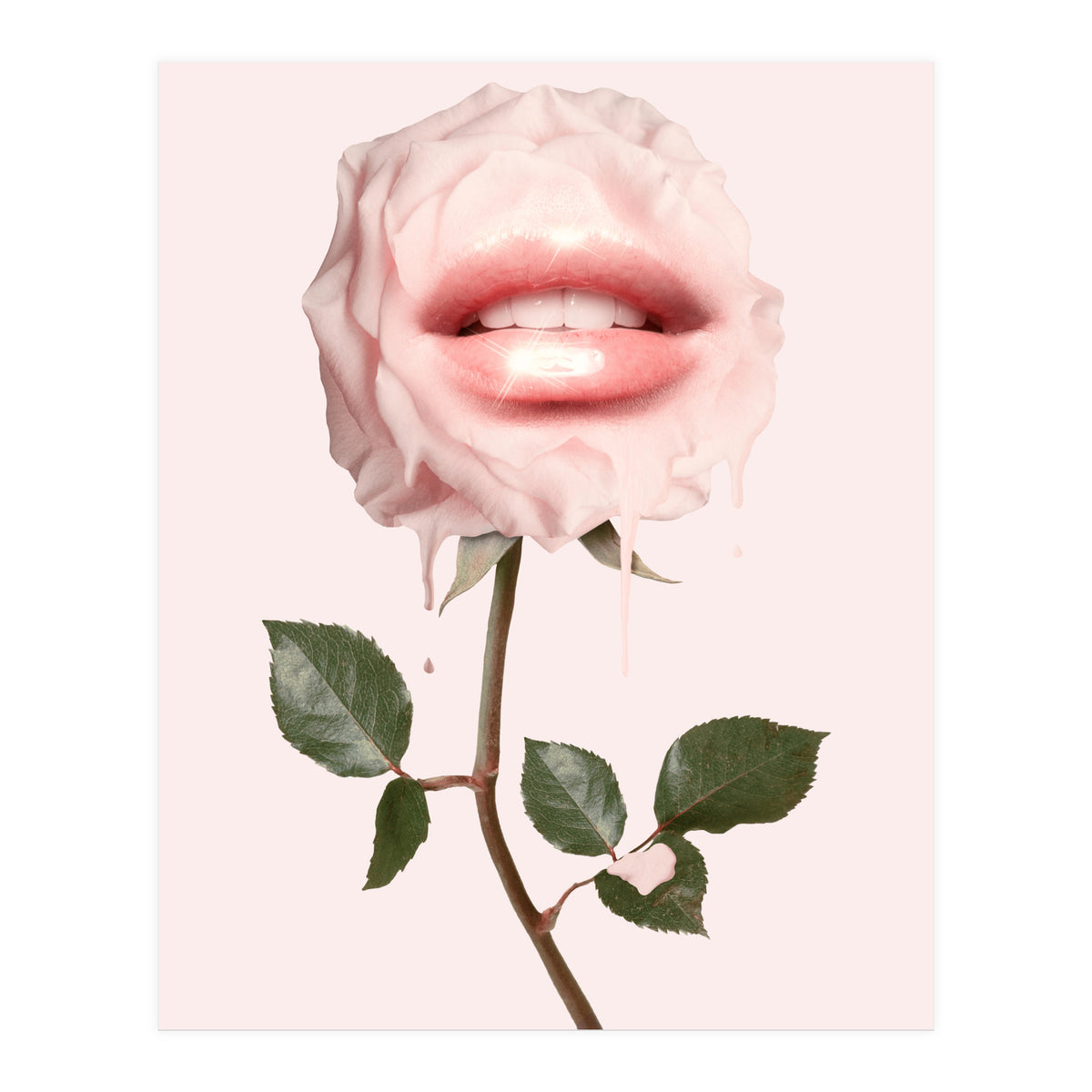 Glossy Rose (Print Only)