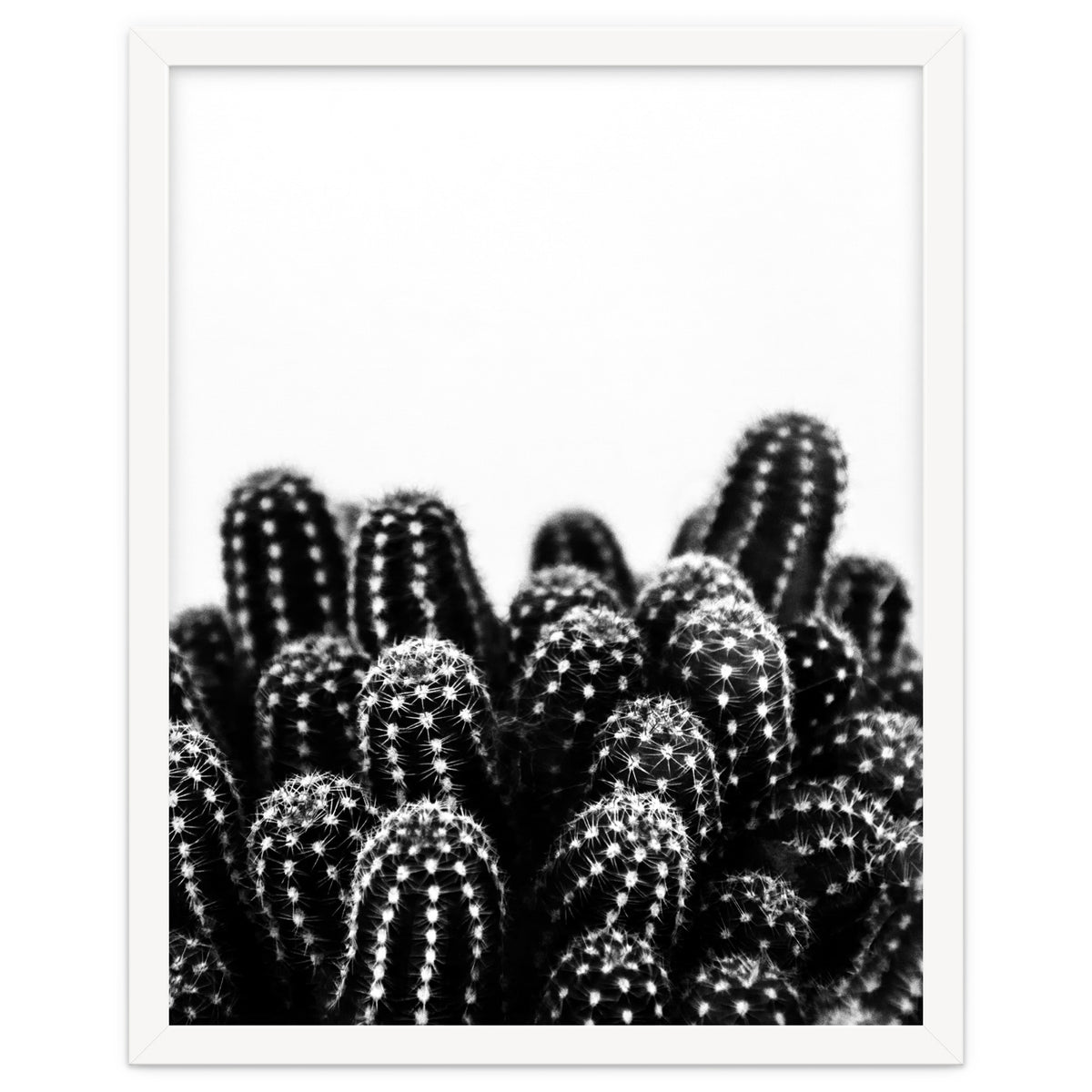 cactus nature X