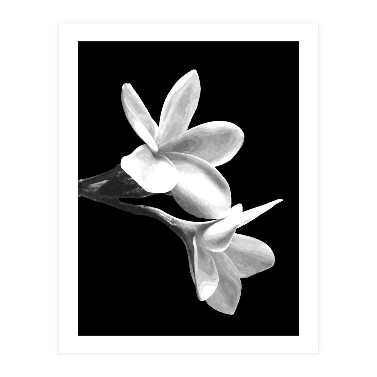 Black and White Flowers  (Print Only)