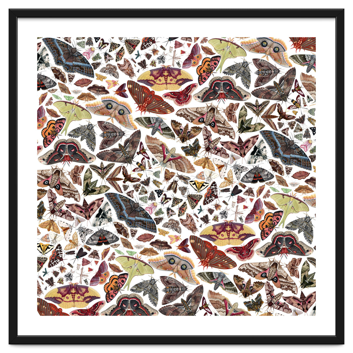 Moths of North America Pattern