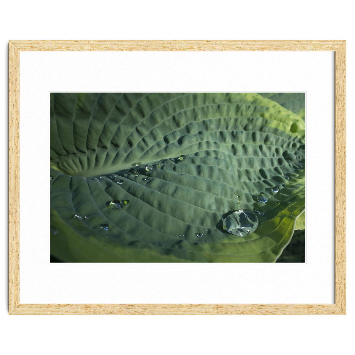 Hosta With Raindrops
