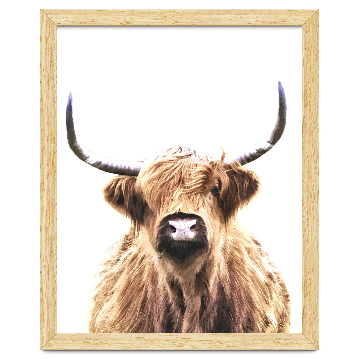 Highland Cow Portrait