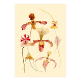 Orchids #2 (Print Only) thumbnail