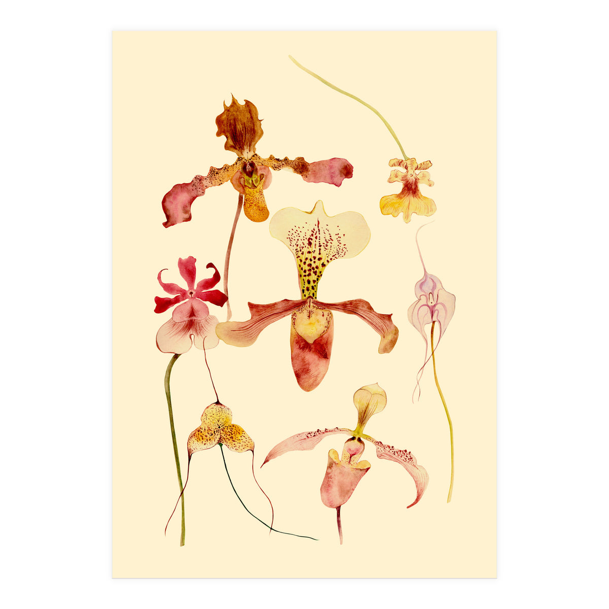 Orchids #2 (Print Only)