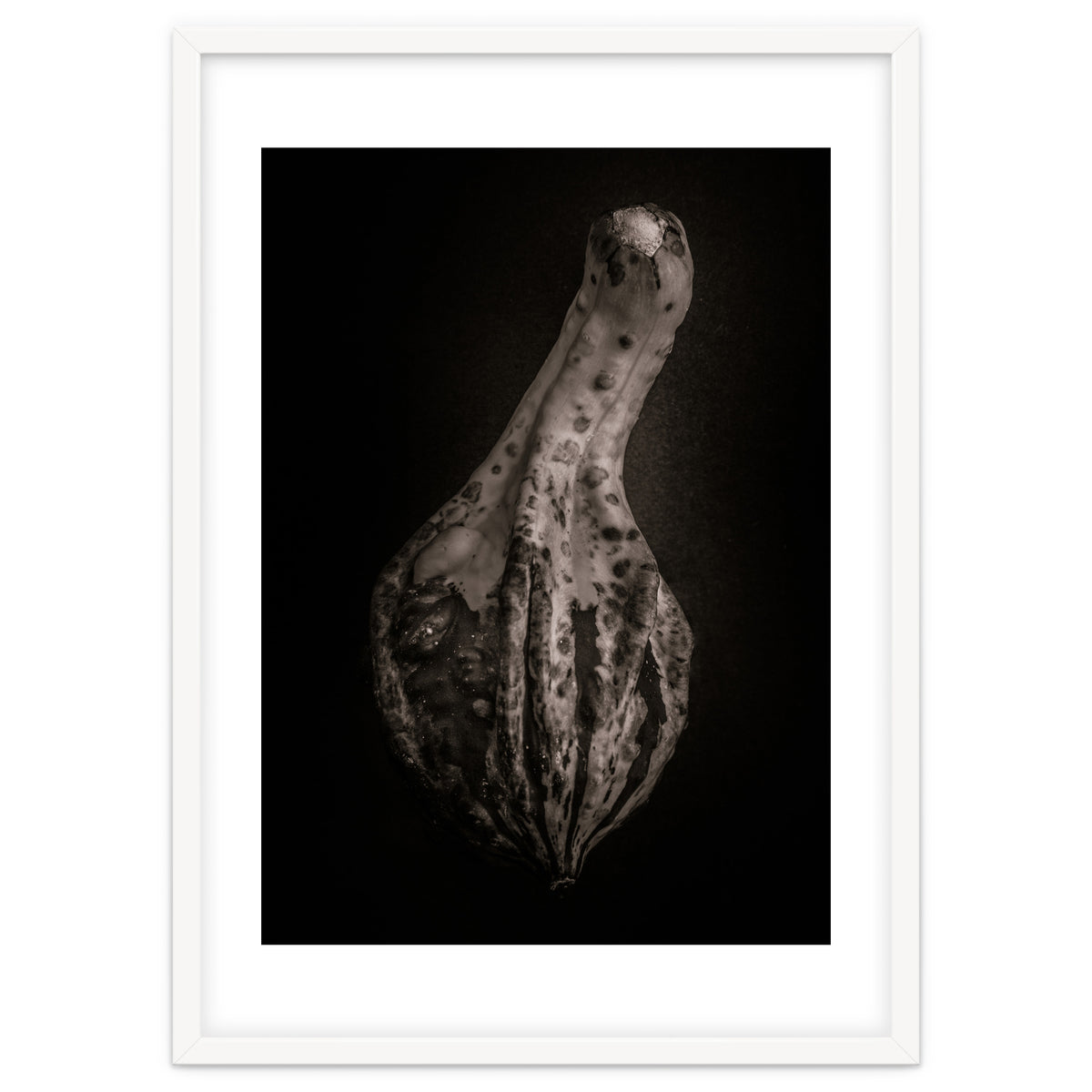 Gourds No 3