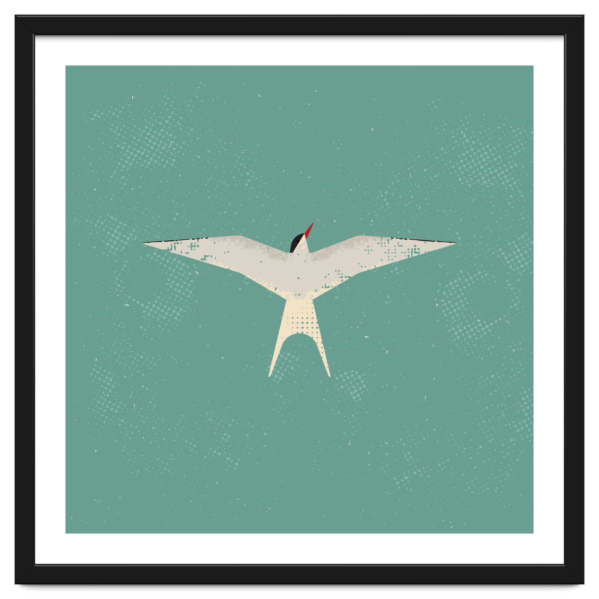 Arctic Tern