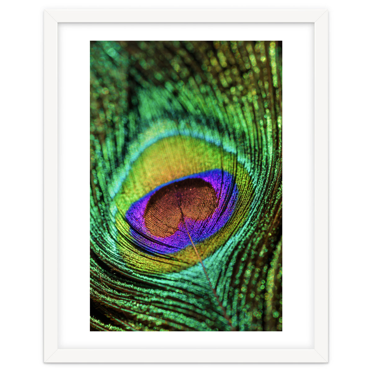 Peacock feather