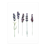 Botanical Illustration Lavender (Print Only) thumbnail