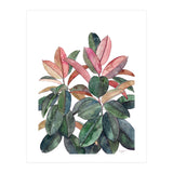Rubber Plant (Print Only) thumbnail