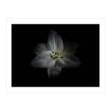 Backyard Flowers No 28 Color Version (Print Only) thumbnail