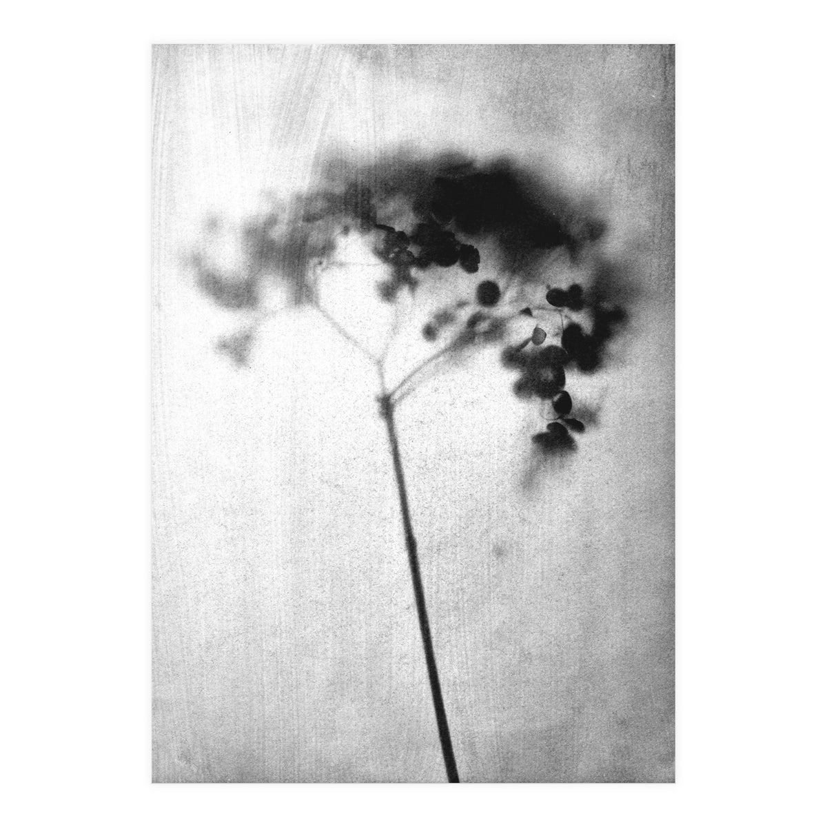 Hydrangea (Print Only)