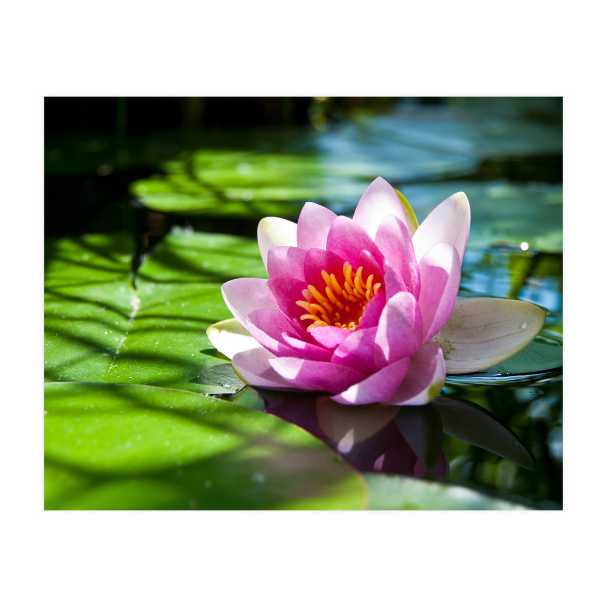 Waterlilie (Print Only)