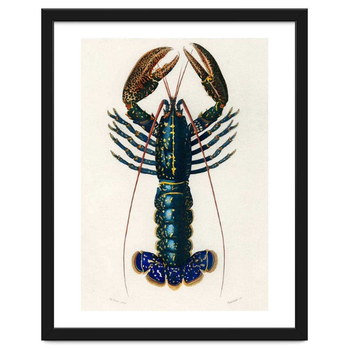 Crimson Crawfish illustrated