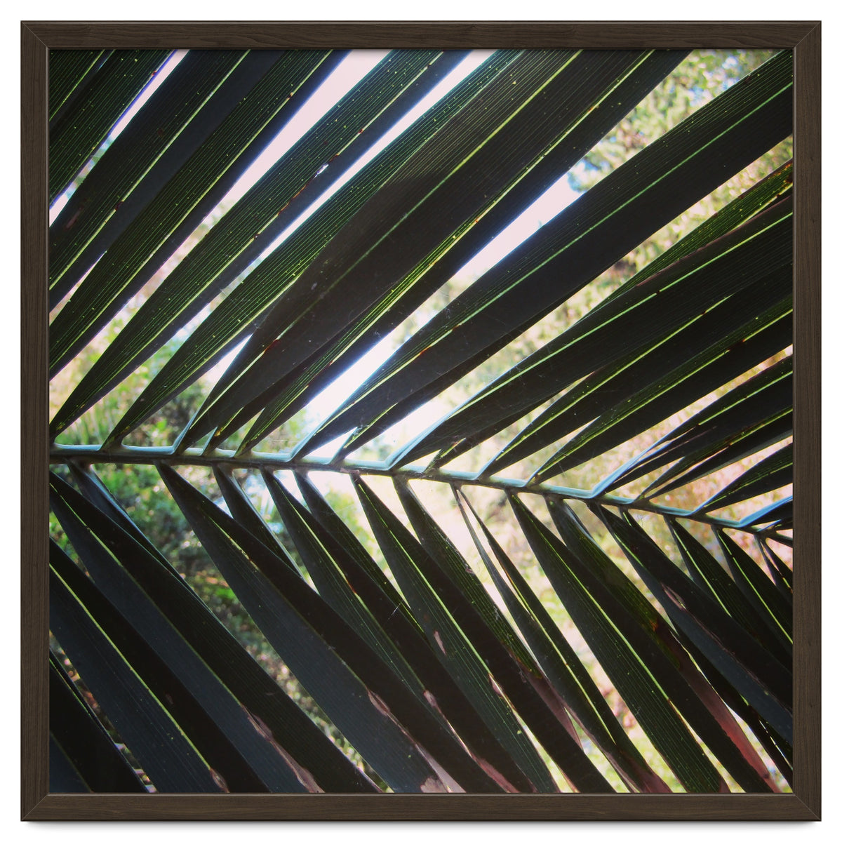 Palm leaf