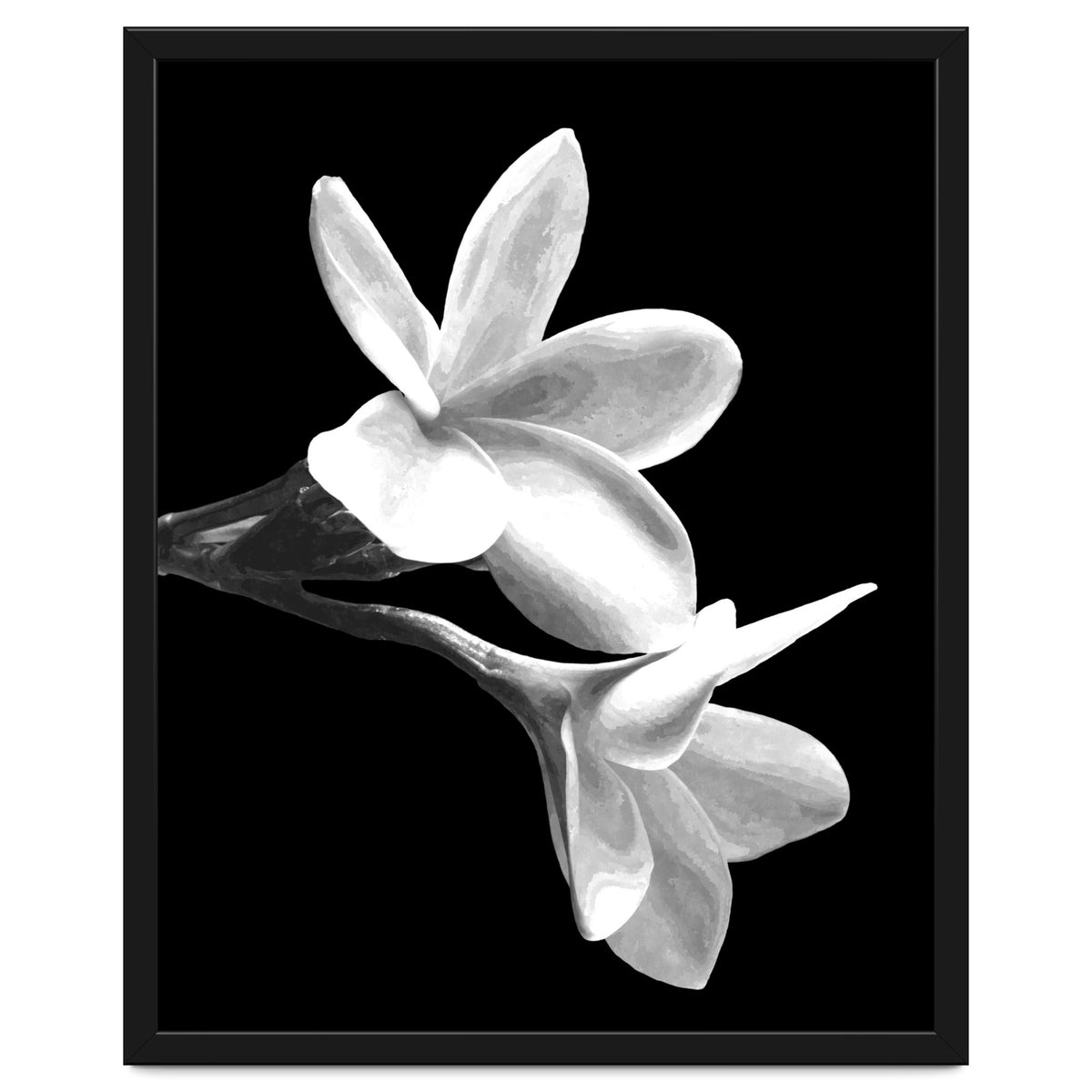 Black and White Flowers