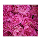 Rose Garden  (Print Only) thumbnail